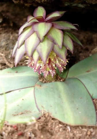 Eucomis schijffii pale plant, spotted stalk